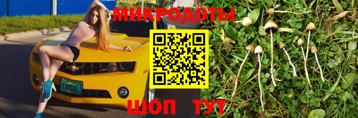 Псилоцибиновые грибы Cubensis Пенза